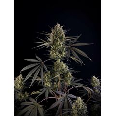 Pound Cake Auto, Фасовка: 1